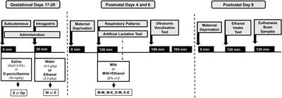 Moderate ethanol exposure during early ontogeny of the rat alters respiratory plasticity, ultrasonic distress vocalizations, increases brain catalase activity, and acetaldehyde-mediated ethanol intake